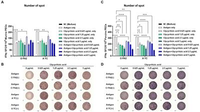 Inactivated vaccine with glycyrrhizic acid adjuvant elicits potent innate and adaptive immune responses against foot-and-mouth disease